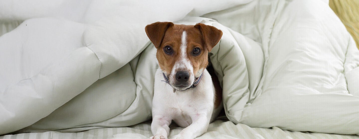 9 Small Dog Breeds You'll Fall in Love With