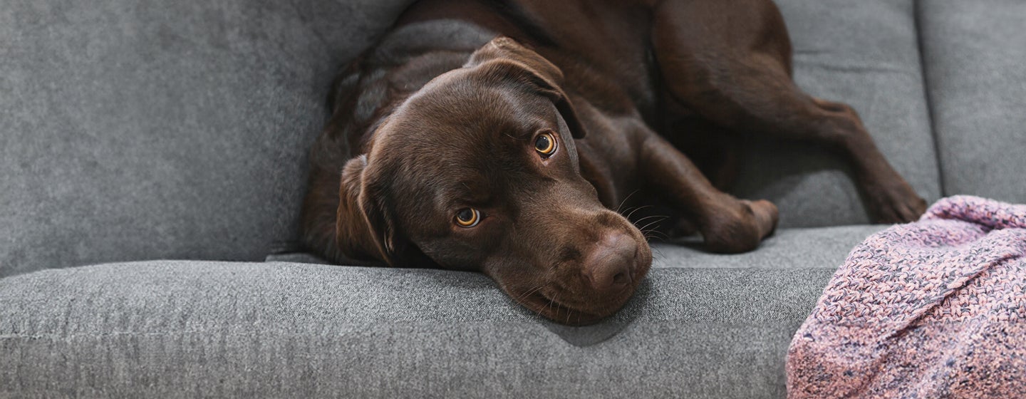 Addison’s Disease in Dogs