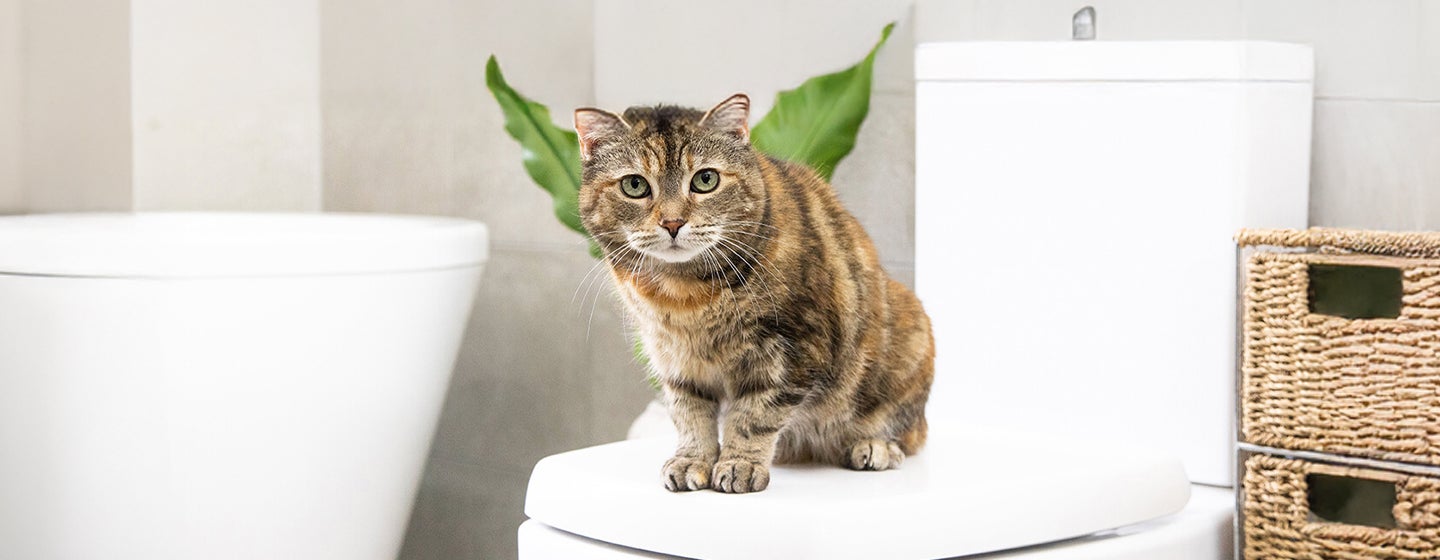 Antibiotics for Cats: What You Need to Know