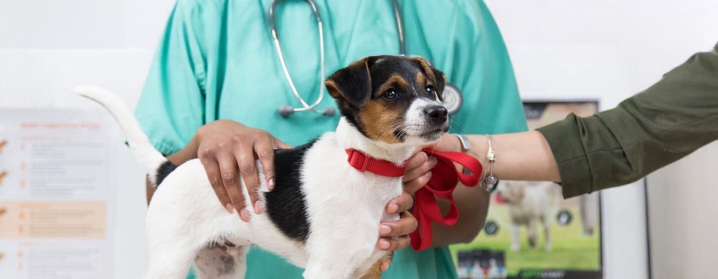 Are Antibiotics Safe for Dogs