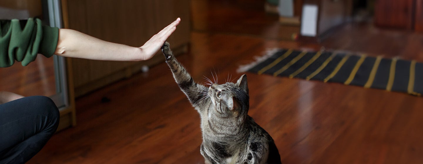 Benefits of Having a Cat