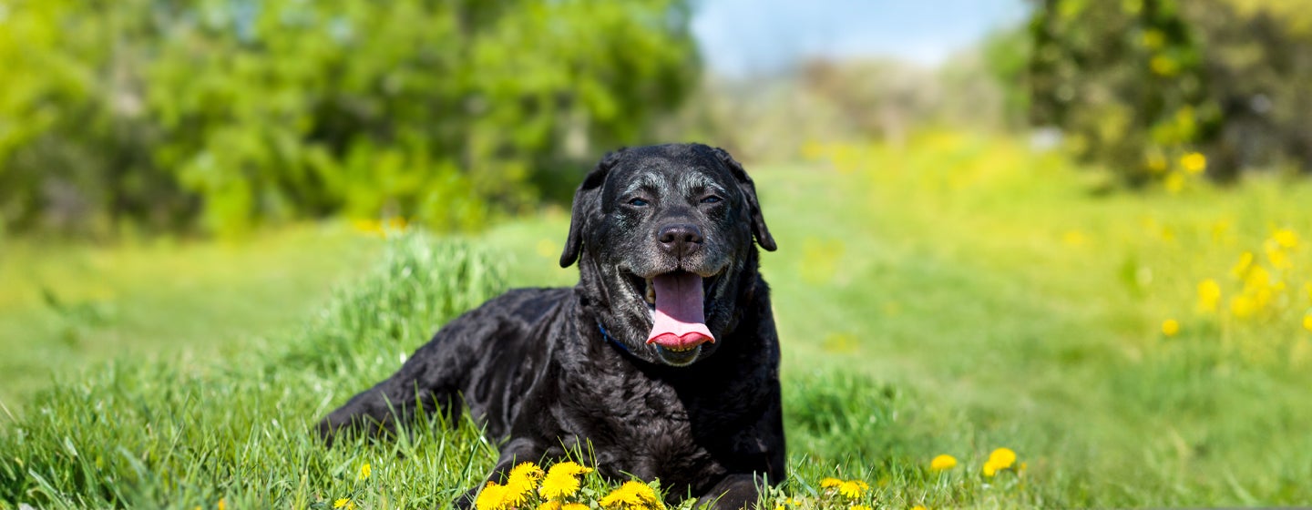 Best Black Dog Names: The Ultimate List