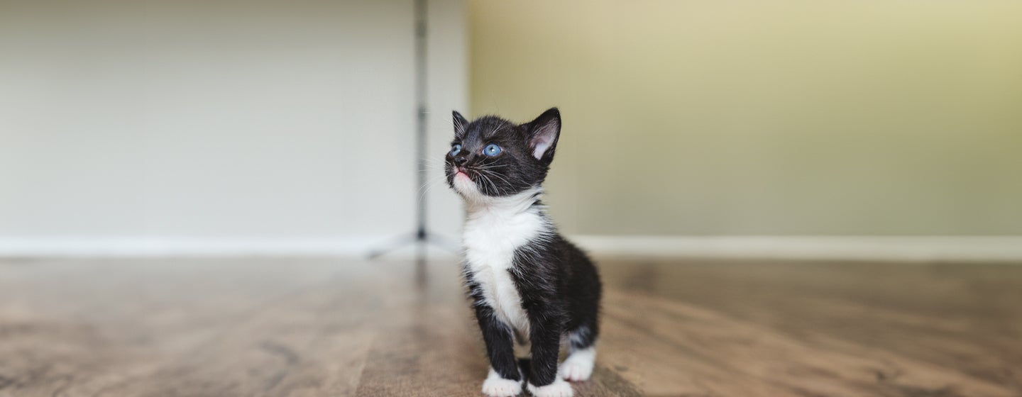 Black Cats with Blue Eyes All Your Questions Answered