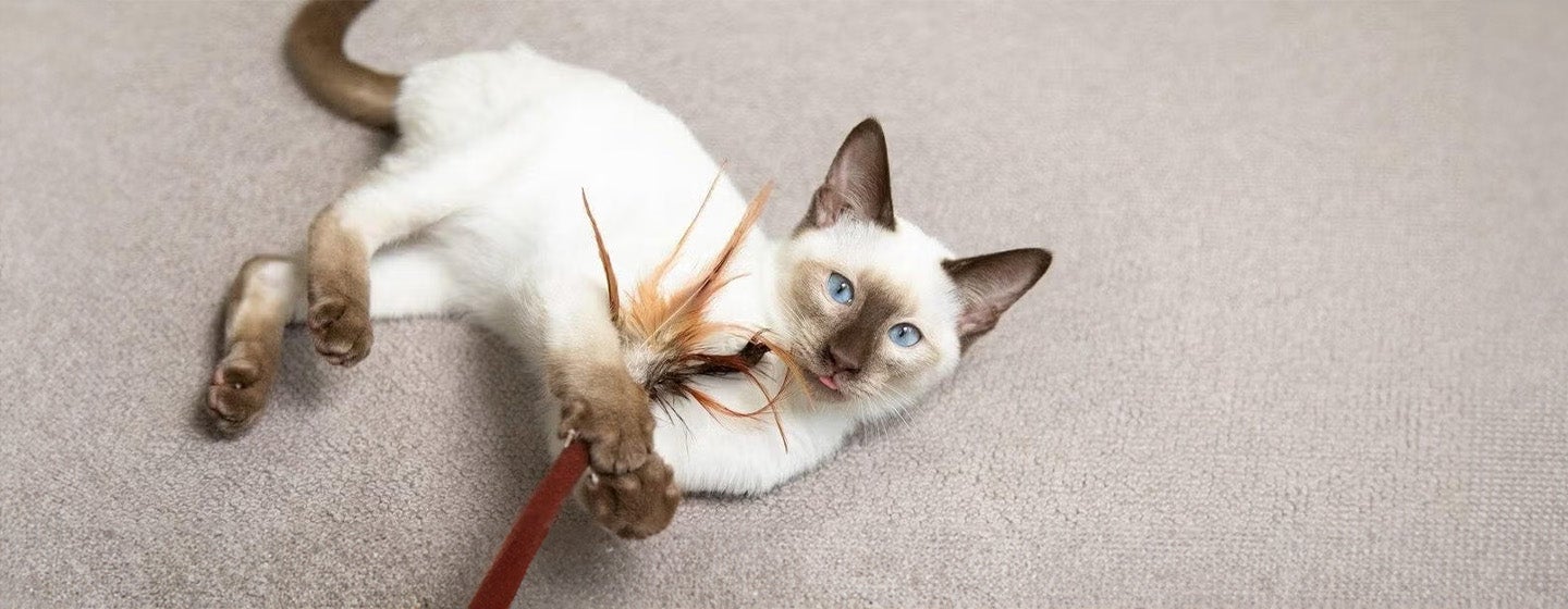 Bringing a Kitten Home