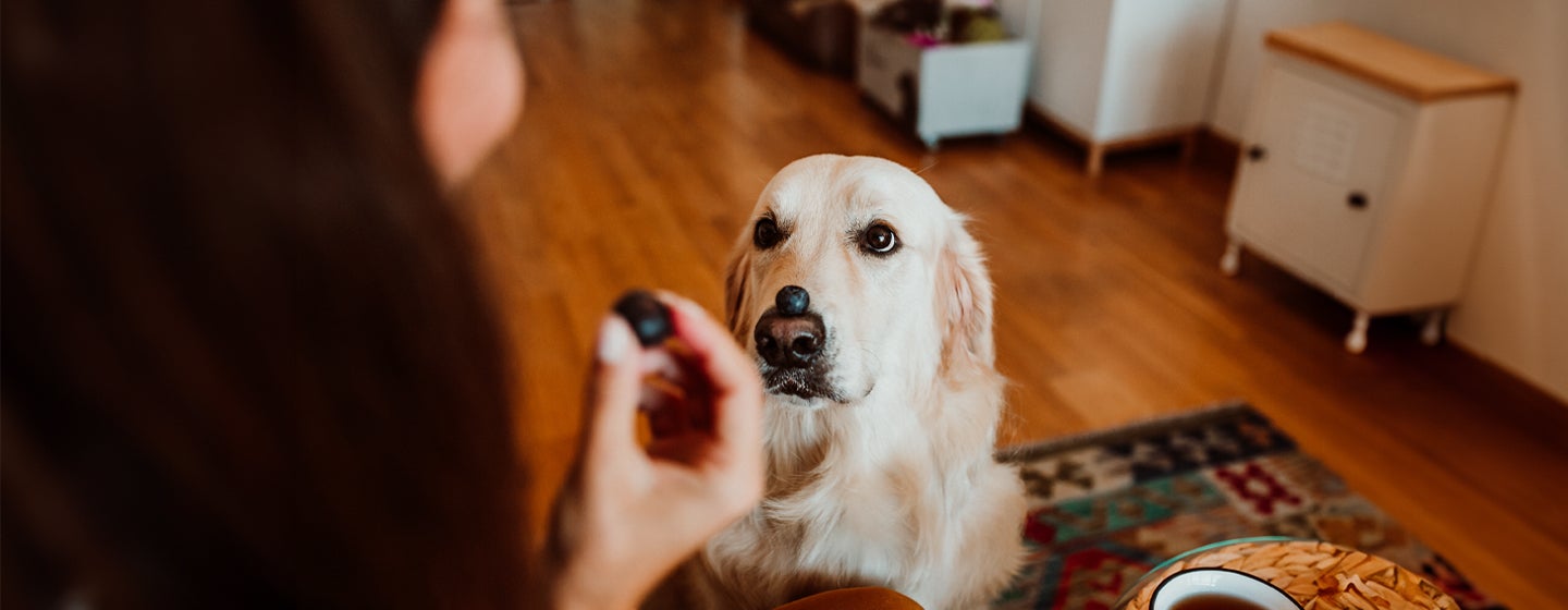 Can Dogs Eat Blueberries?