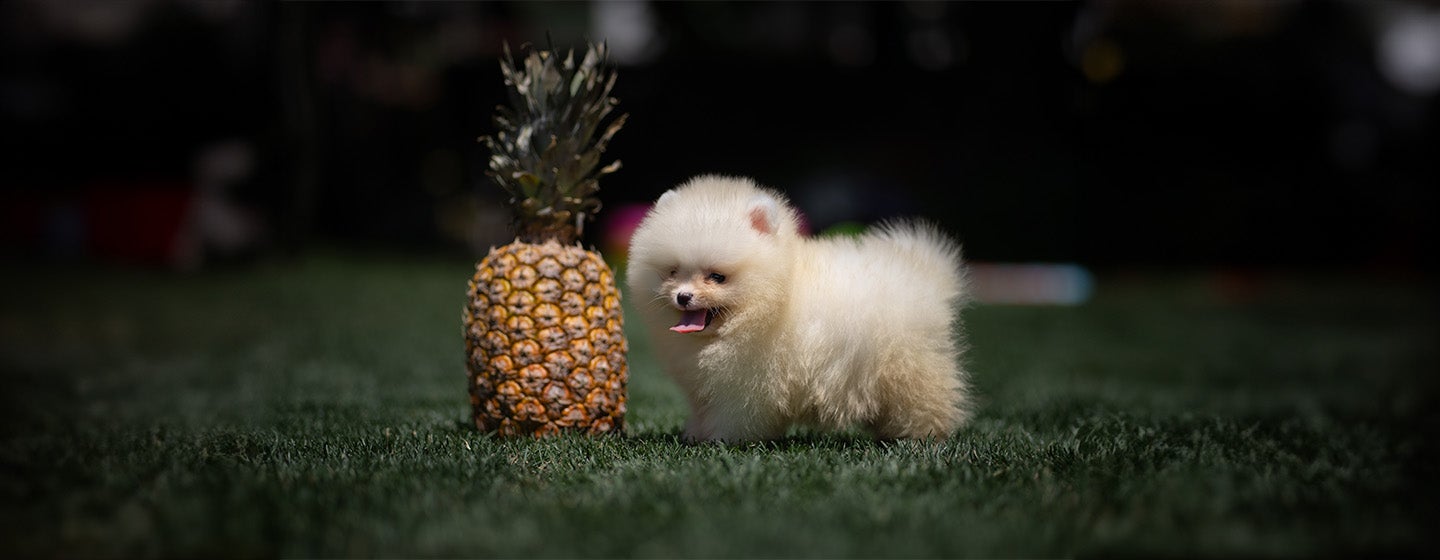 Can Dogs Eat Pineapple?