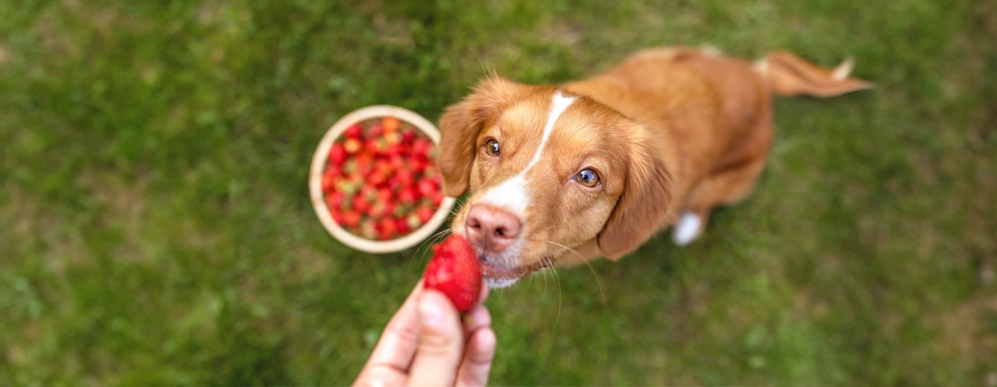 Can Dogs Eat Strawberries?