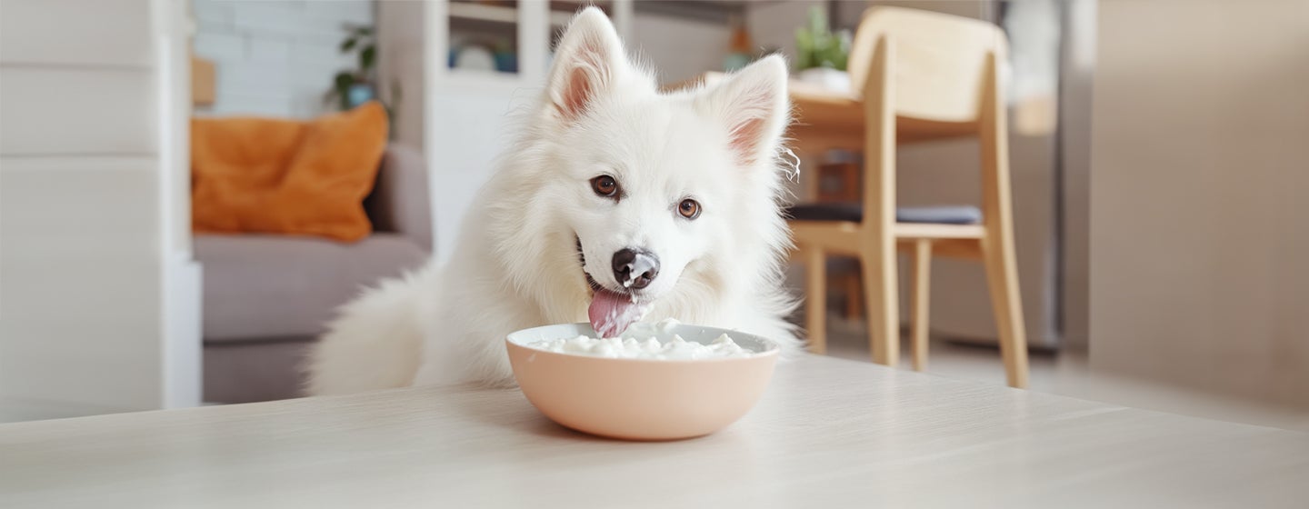 Can Dogs Eat Yogurt?