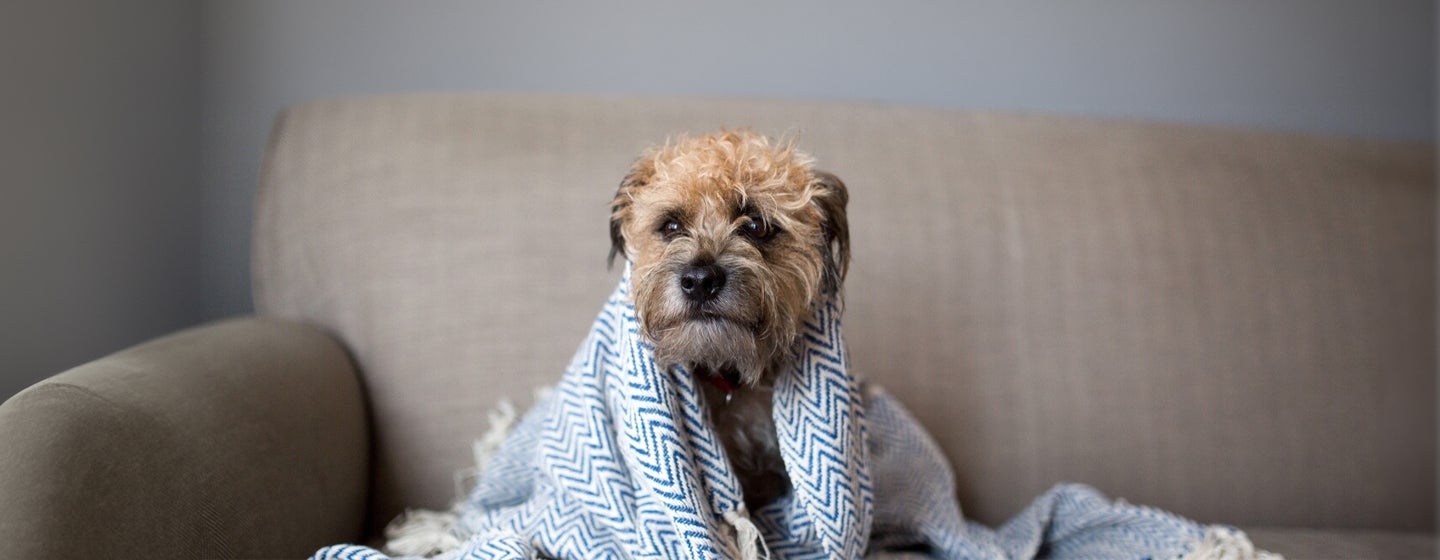 Can Dogs Get Colds or Flu?