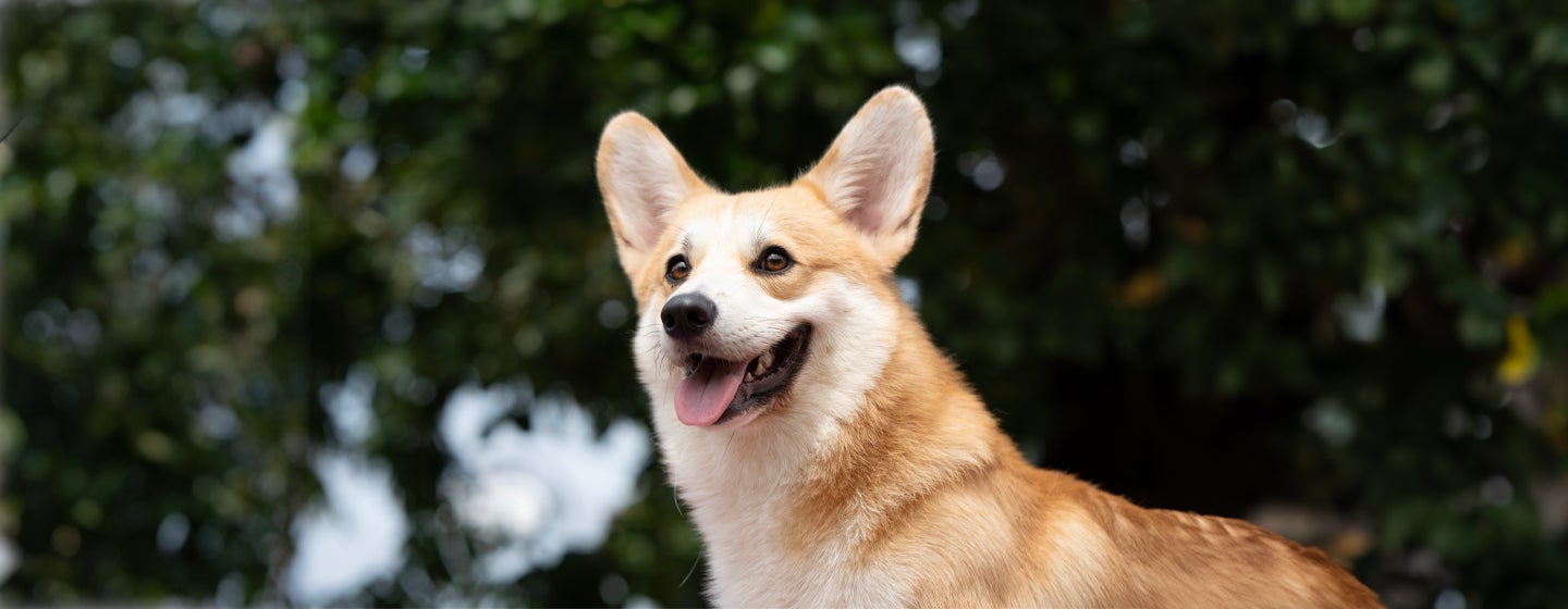 Can dogs laugh and smile?