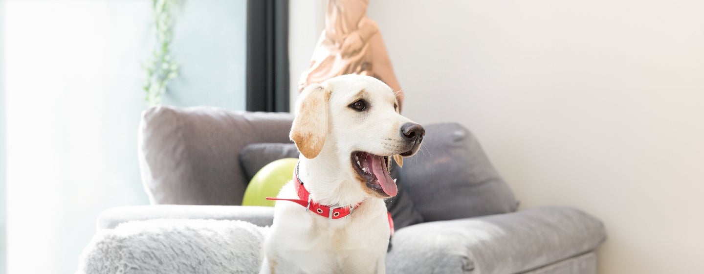 Caring for Puppy, Adult and Senior Dogs Teeth