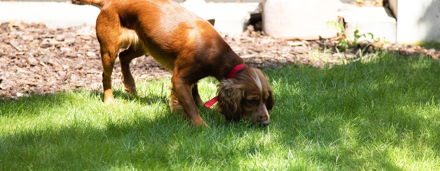 Caring for Your Blind Dog