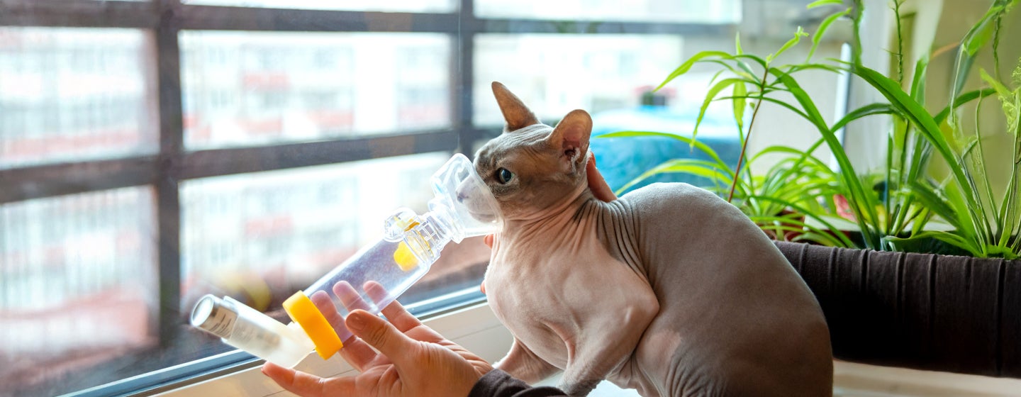 Cat Asthma: What It Is, Symptoms & Treatment