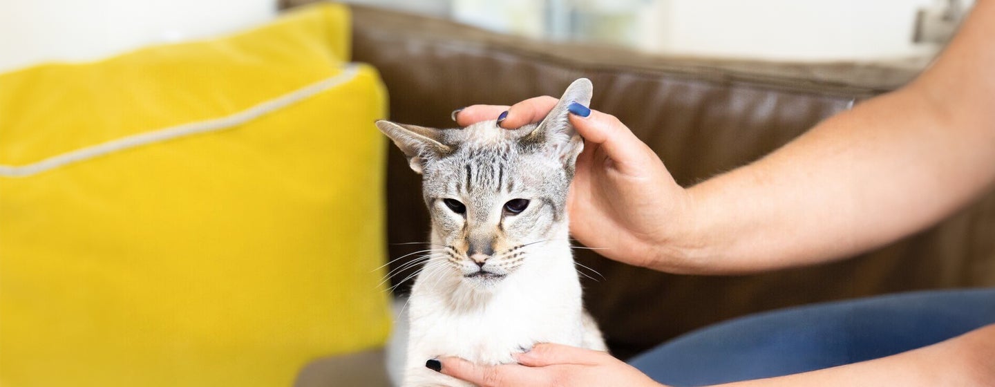 Cat Ear Care and Cleaning