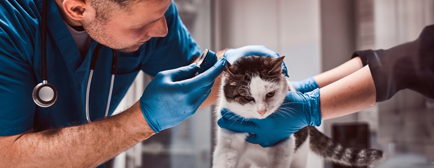 Cat Ear Infections and Common Ear Problems