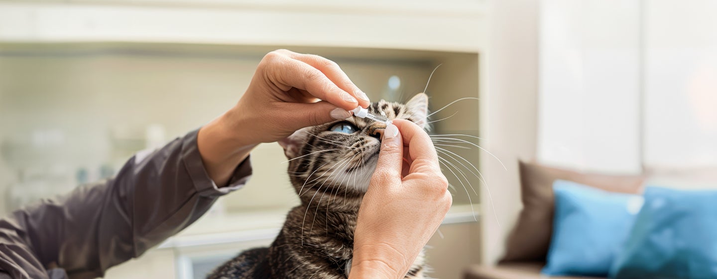 Cat Eye Drops: What Owners Should Know