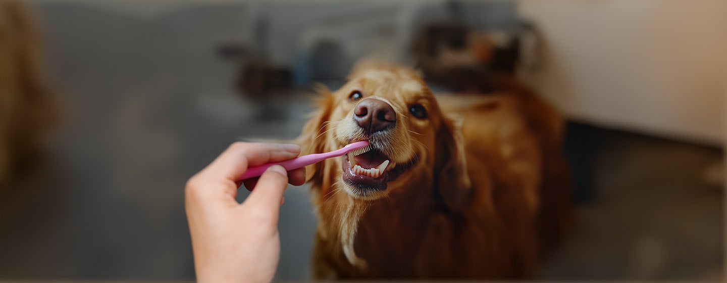 Cavities in dog's teeth