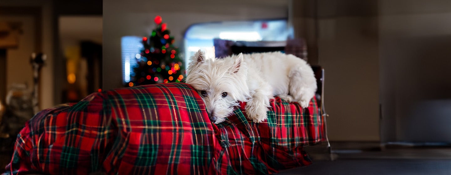 Christmas Safety for Dogs