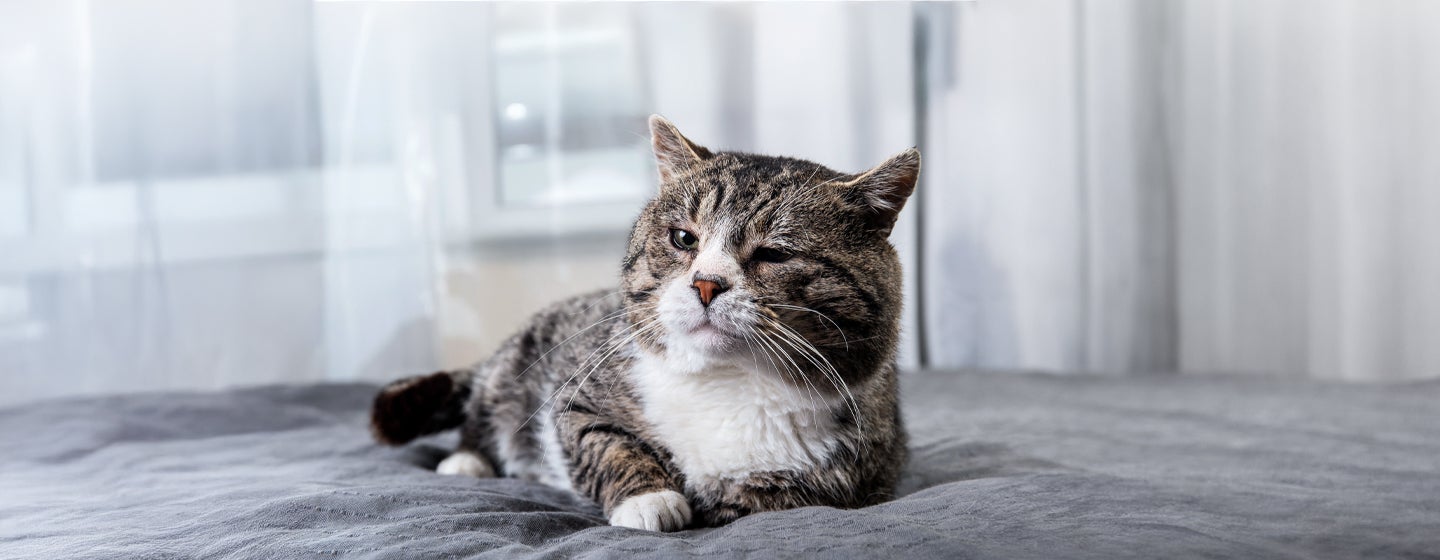 Feeding Your Senior Cat