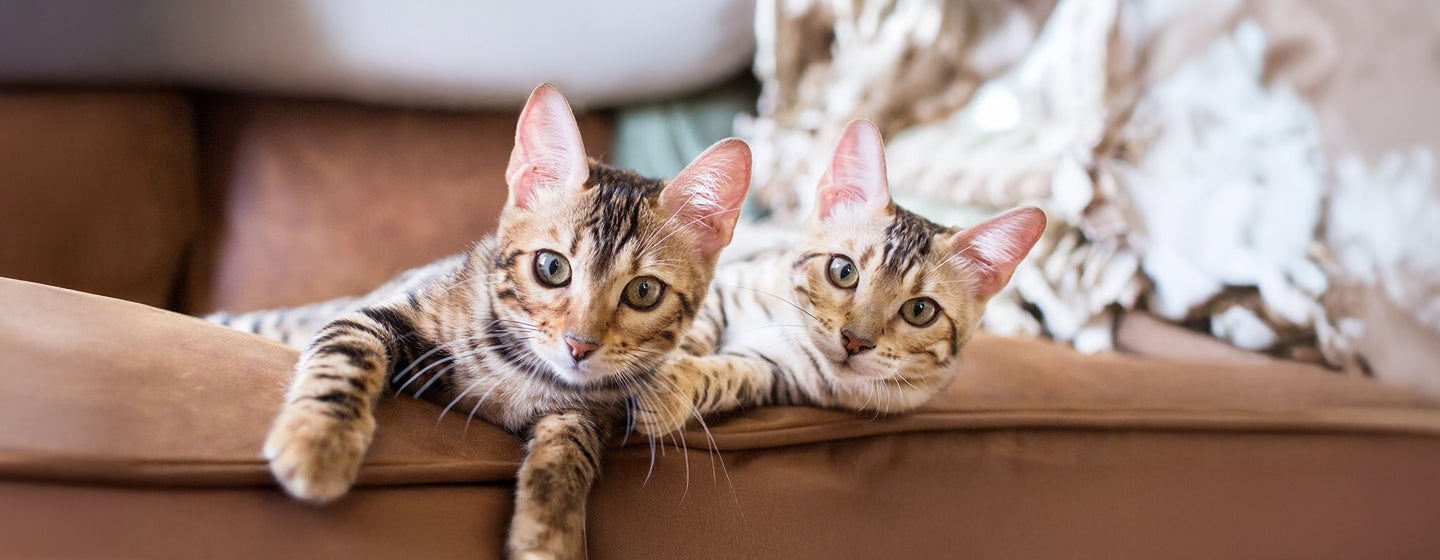 Getting a Cat or Kitten