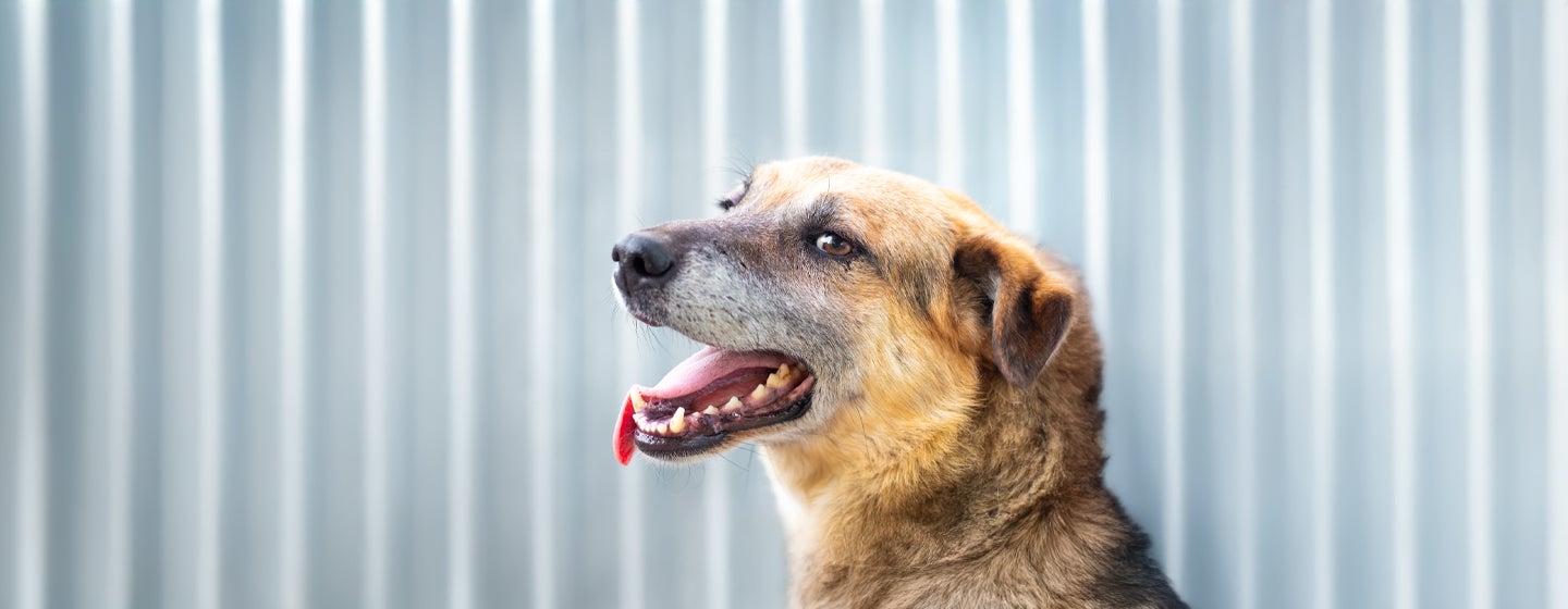 Halitosis and Bad Breath in Dogs