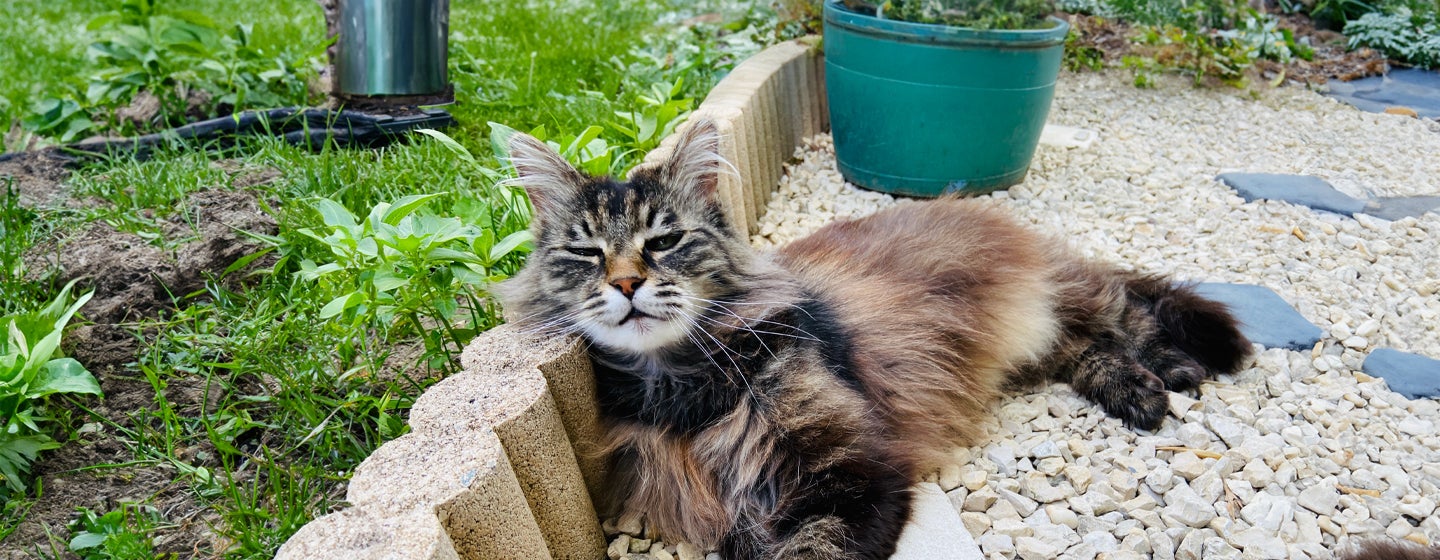 Heatstroke in Cats Signs and How to Prevent It