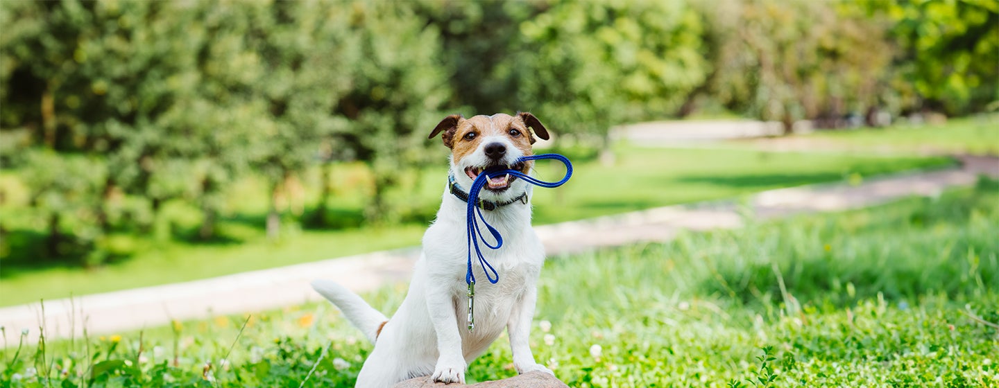 How Often Should You Walk Your Dog