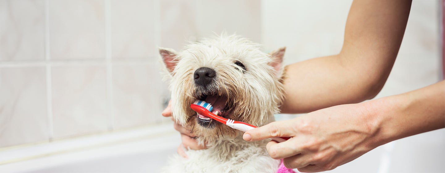 How to Look After Your Dog's Teeth