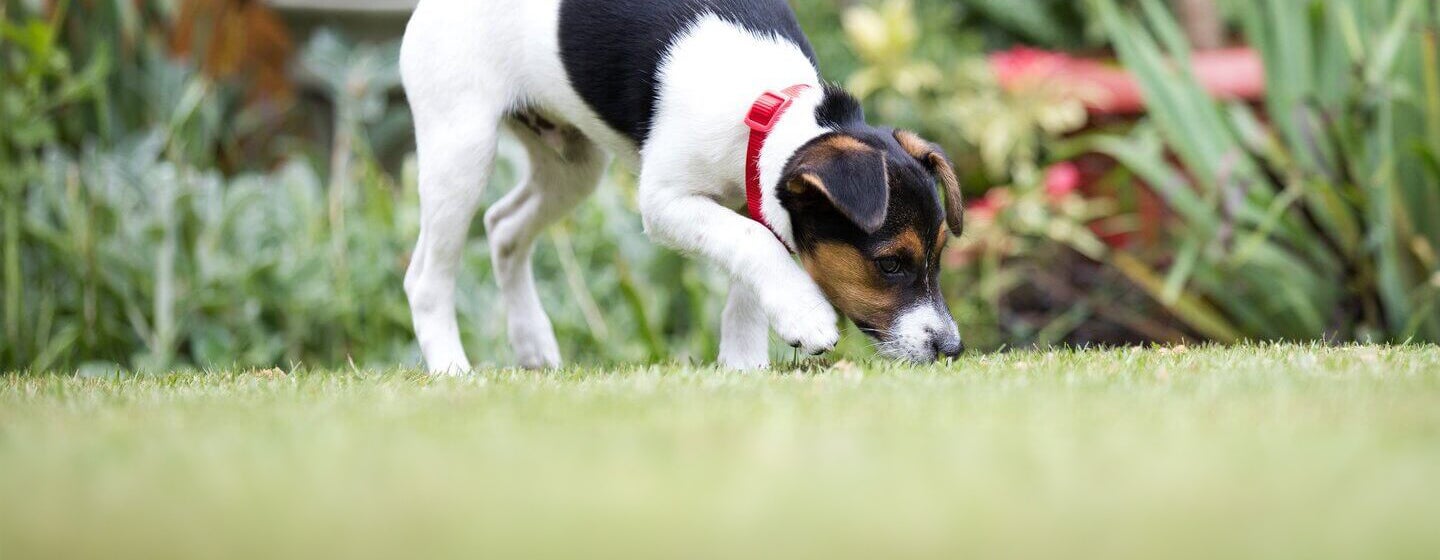 How to Stop a Dog Digging
