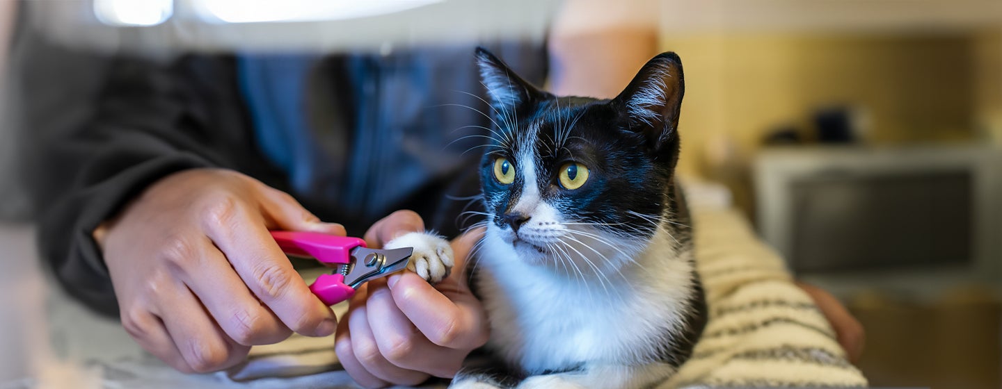 How to Trim Cat Nails Our Stress-Free Guide