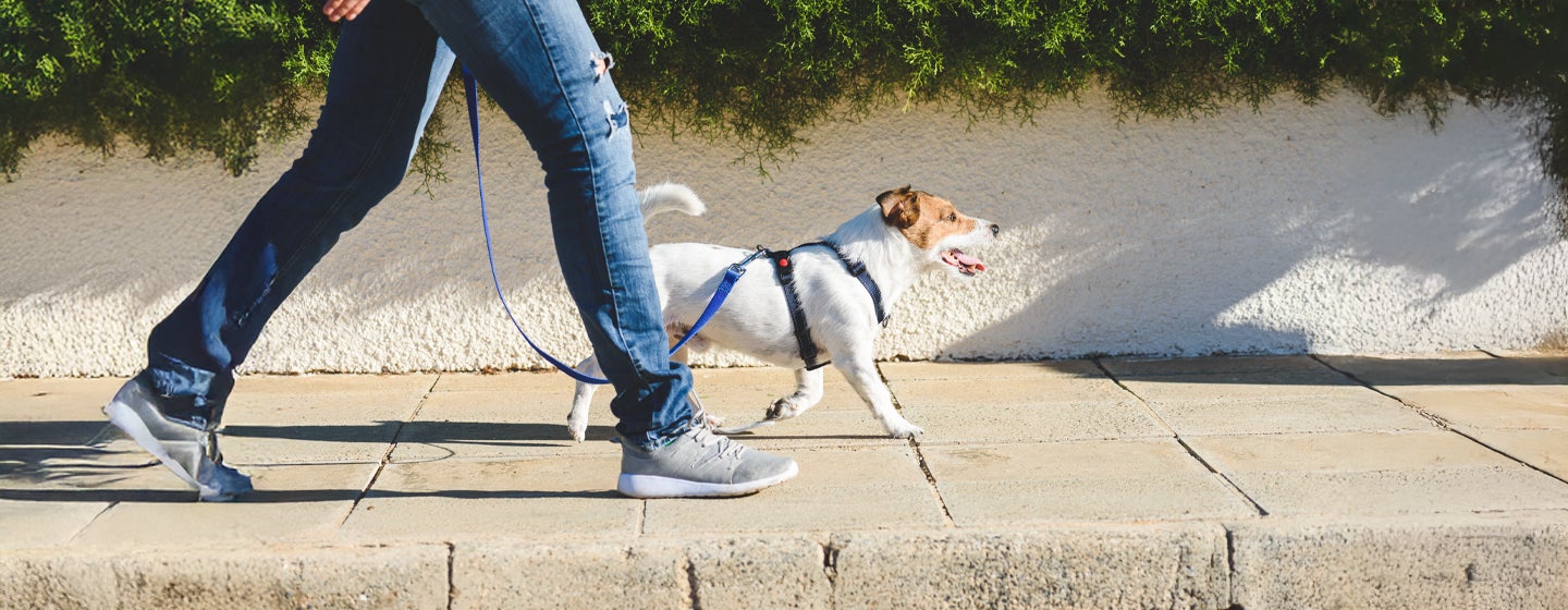 How to Walk Dogs & Puppies on a Lead