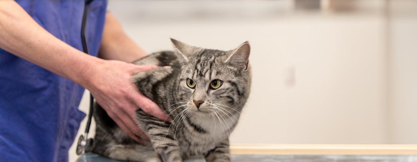 Hyperthyroidism in Cats