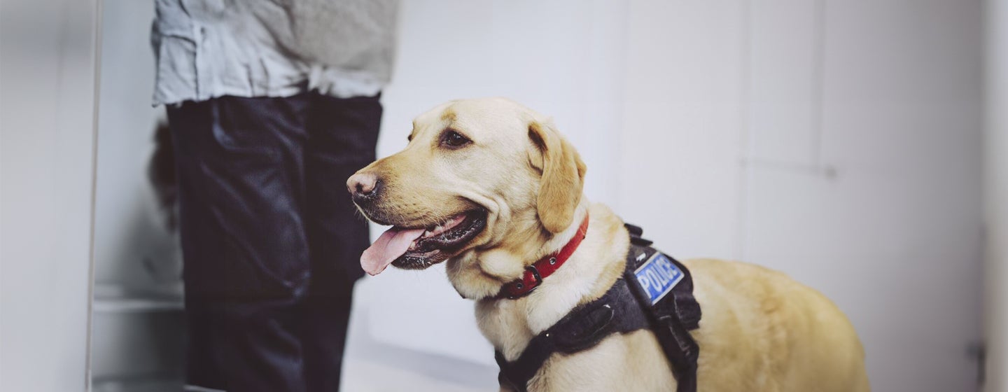 Military and Police Dogs