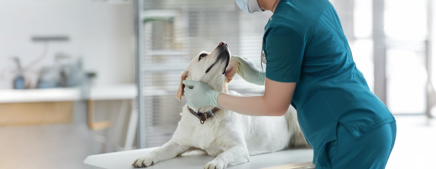 Prednisone for Dogs – Is It Safe