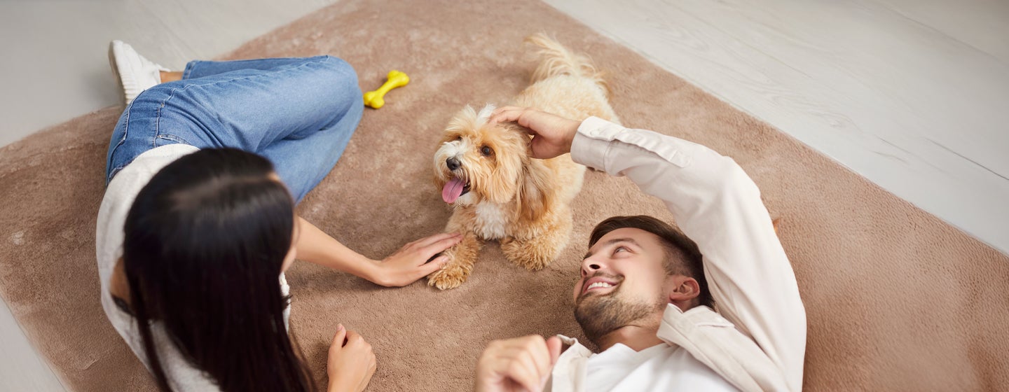 Puppy Buying Guide: Finding the Right Breeder