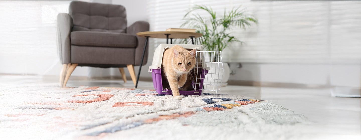 Rehoming Special Needs Cats