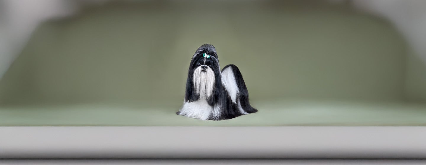 Small Dogs with Long Hair That Will Steal Your Heart
