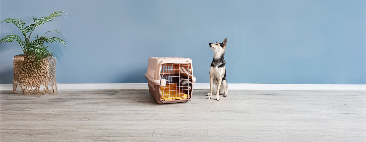 The Easy Guide to Choosing a Boarding Kennel for Your Dog