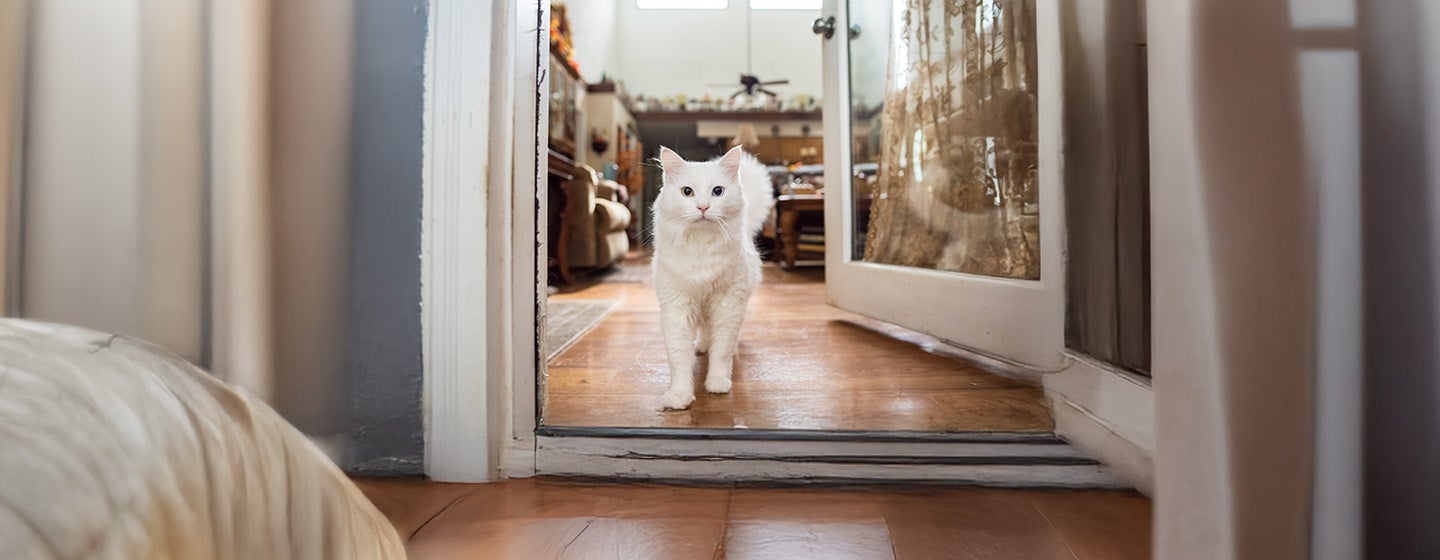 The Truth About Cat Allergens