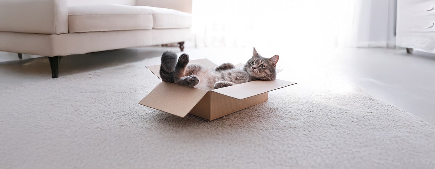 Top 10 Fun Cat Names