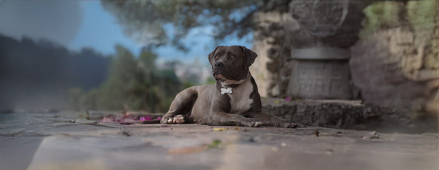 Top 10 Grey Dogs to Welcome to the Family