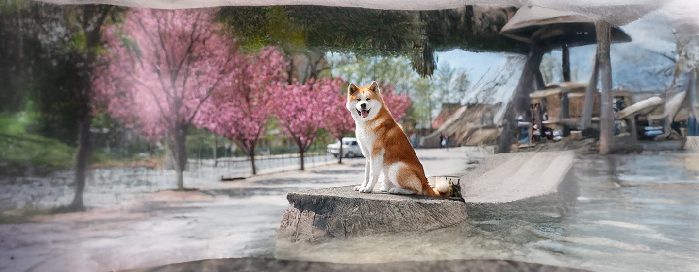 Top 10 Japanese Dog Breeds