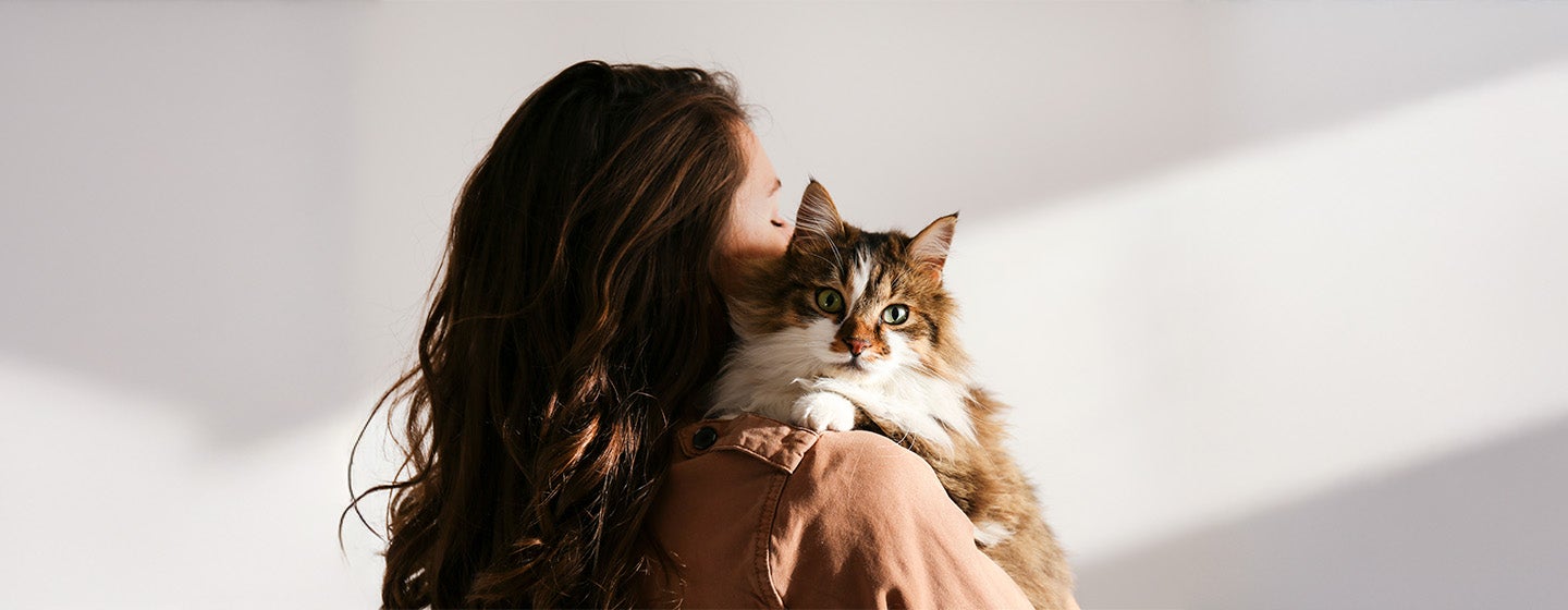 Top 10 Therapy Cats for Comfort and Support