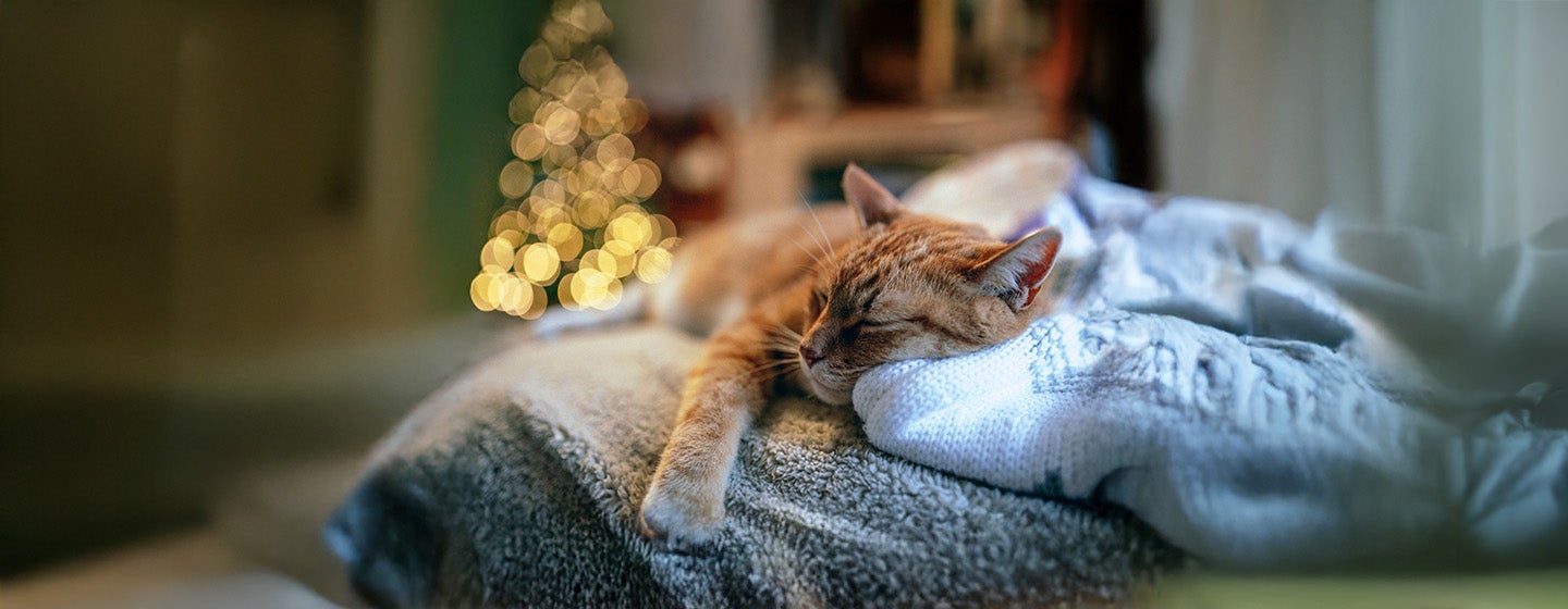 Putting Your Cat to Sleep