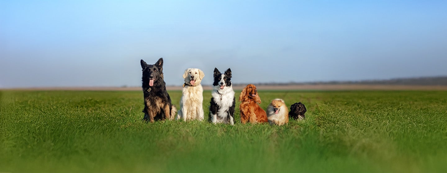 Quiz: What Dog Breed Are You?