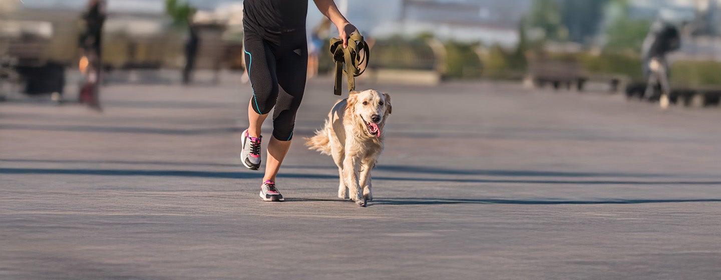 Running With Your Dog