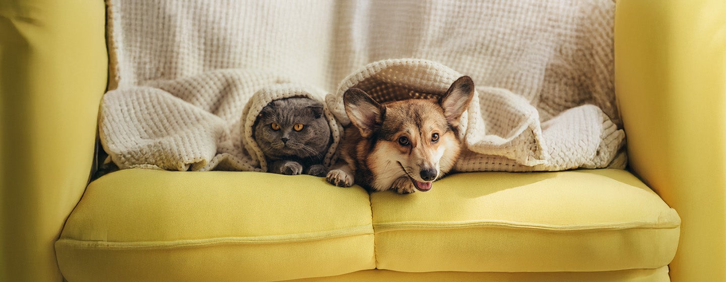 Should I Get a Cat or Dog?