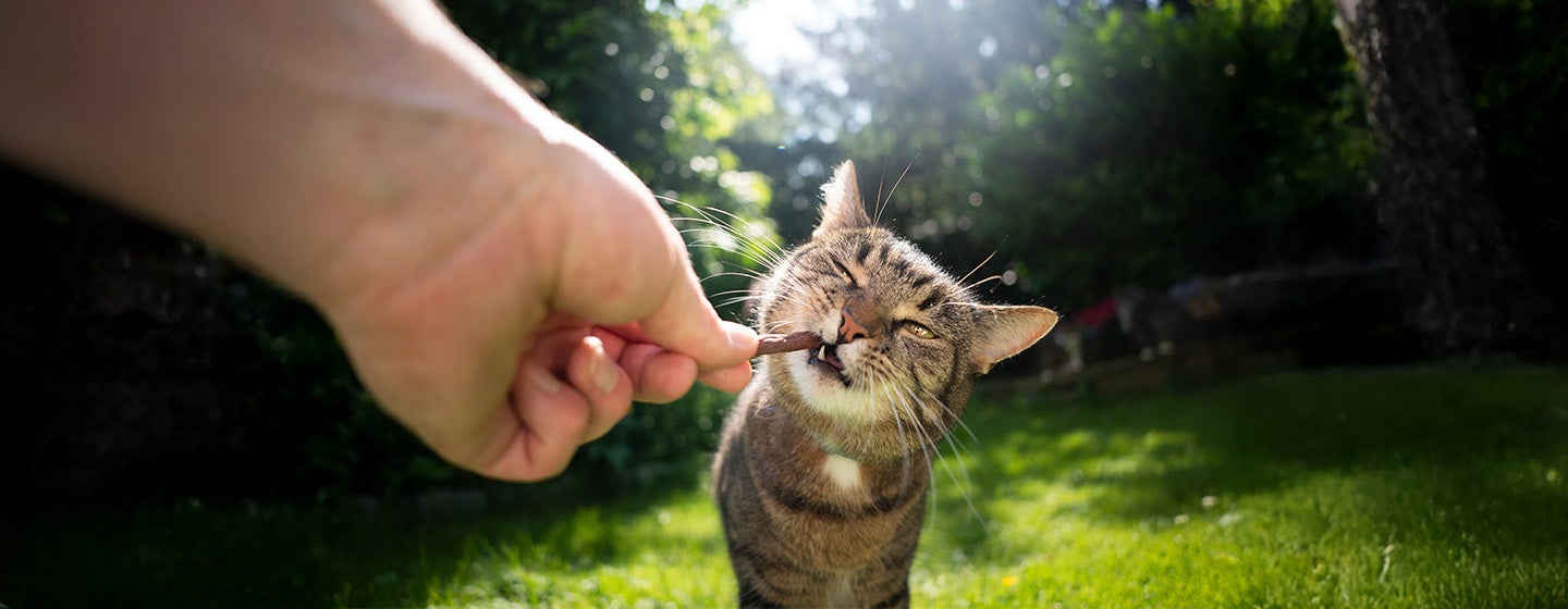 Snacks and Treats for Your Cat