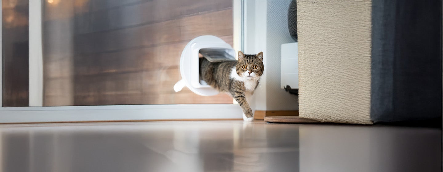 Training a Cat to Use a Cat Flap