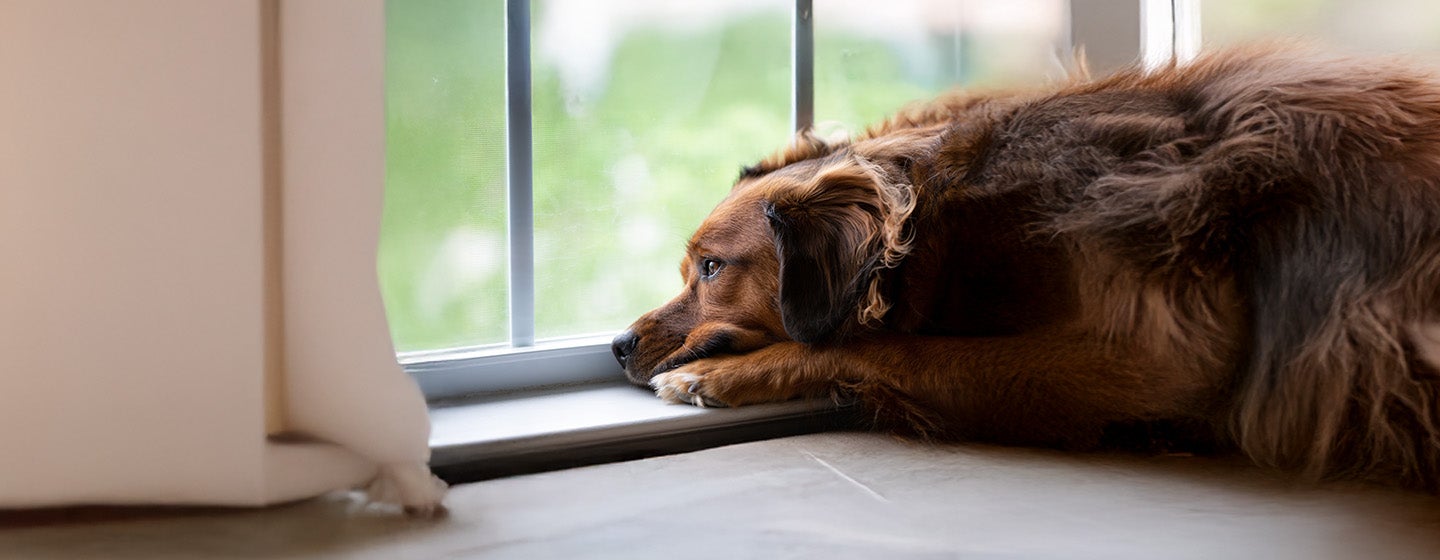 What to Do If Your Dog Goes Missing